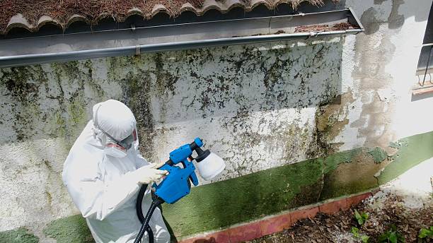 Top rated local Attic Mold Remediation specialists in Verona, PA